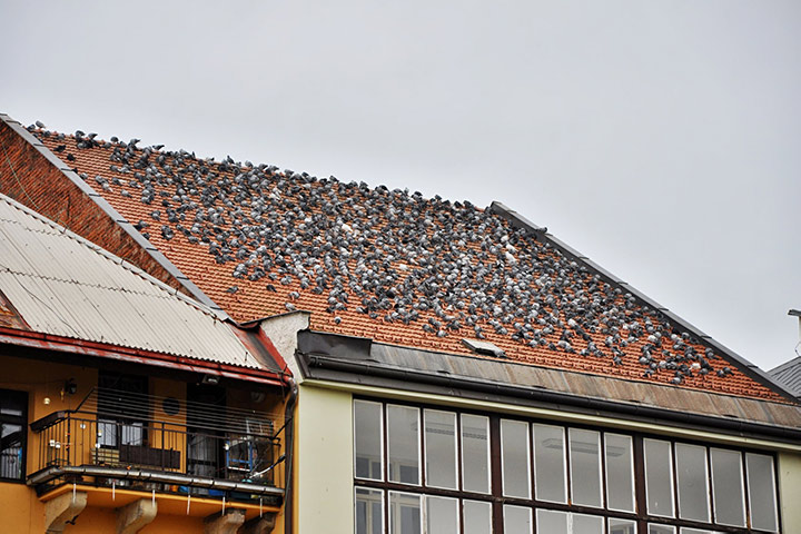 A2B Pest Control are able to install spikes to deter birds from roofs in Whitechapel. 
