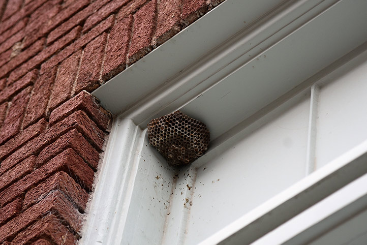 We provide a wasp nest removal service for domestic and commercial properties in Whitechapel.